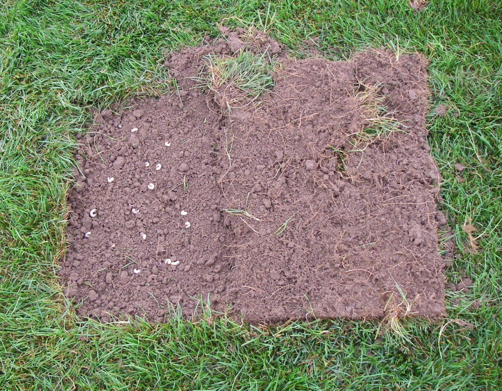 GrubLawnGreenLawnbyDesign GreenLawn by Design