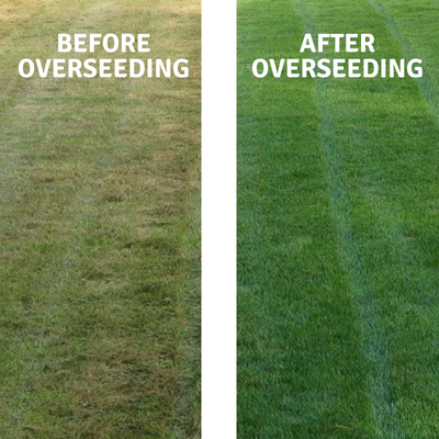 Core aeration and overseeding on a Westfield, IN lawn