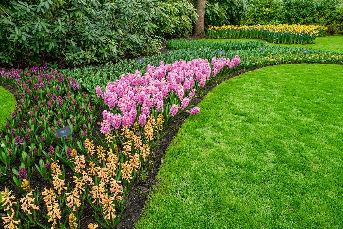 Lush green lawn in spring with text about crabgrass prevention and mole control from GreenLawn by Design.