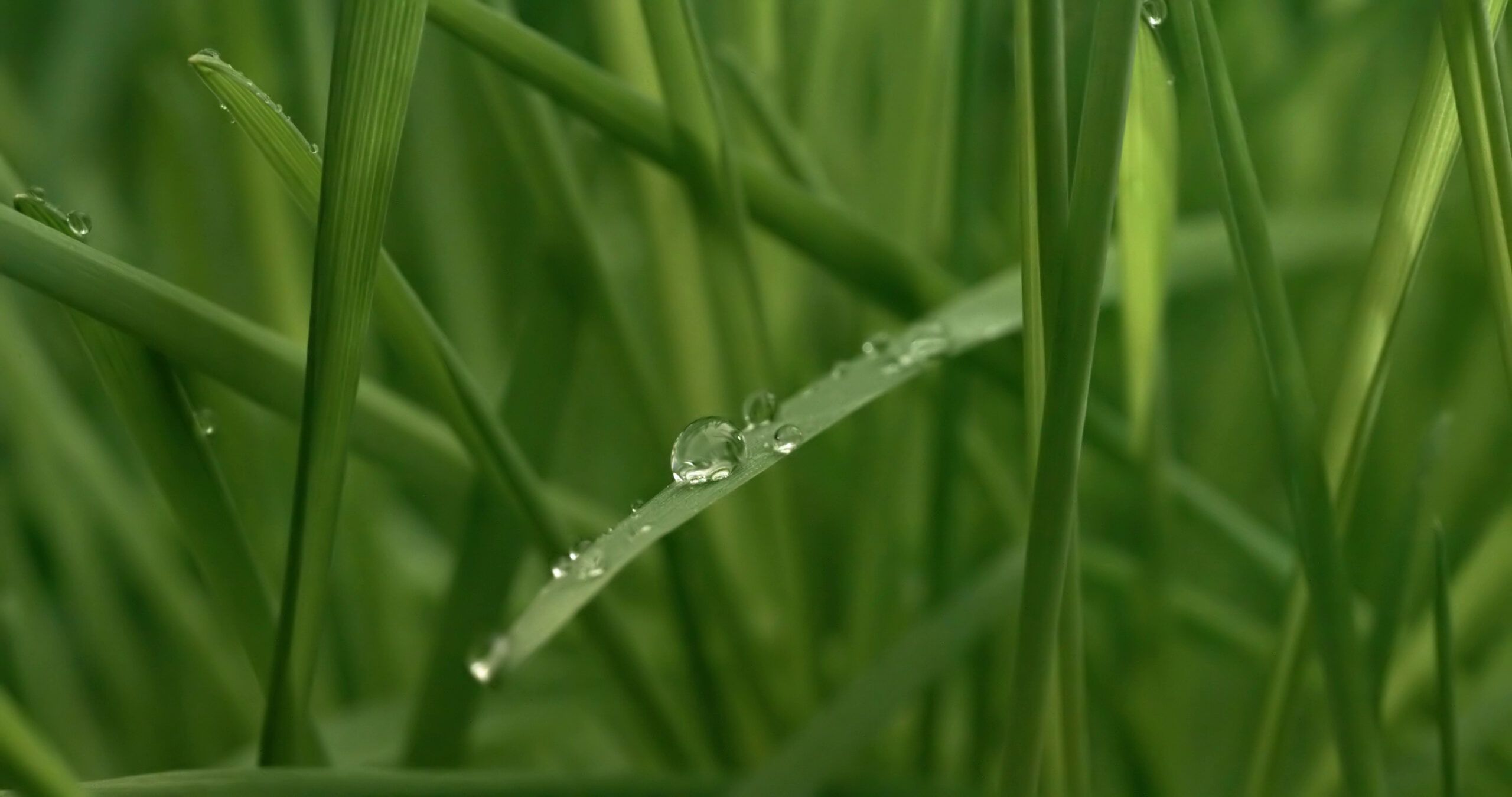 What All This August Rain Means for Your Lawn