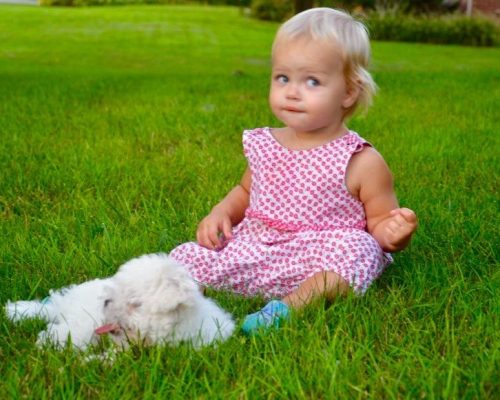 Safe-for-children-and-pets