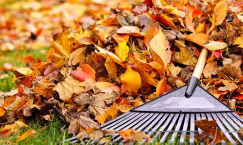 landscaping-wordpress-theme-spring-and-fall-cleanup-1-870×450 landscaping-wordpress-theme-spring-and-fall-cleanup-1-870x450