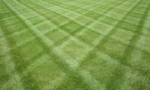lawn lawn
