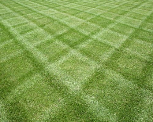 lawn